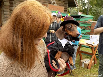 Dachshunds vizitează orașul Cehov - orașul zooinform