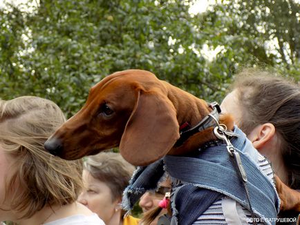 Dachshunds vizitează orașul Cehov - orașul zooinform