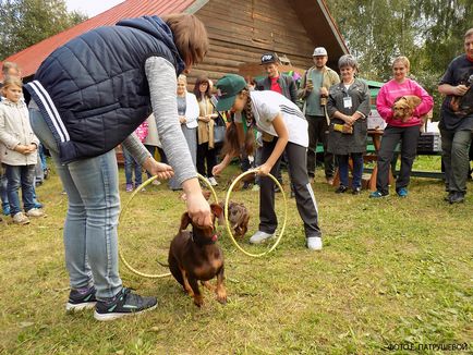 Dachshunds vizitează orașul Cehov - orașul zooinform