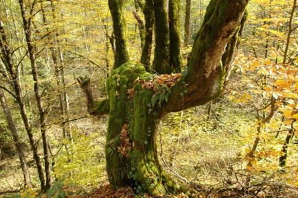 Pădurea tizo-boxwood în gazdă