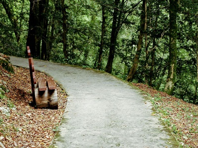 Tiso - pădure de boxwood în gazdă