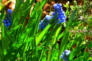 Három ötletek virágoskertek árnyas kertben kedvenc virágai (Festuca rubra commutata) Három ötletek virágoskertek árnyas kertben kedvenc virágai