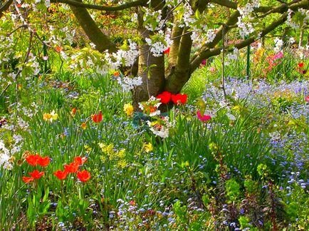 Trei idei de paturi de flori pentru o grădină umbroasă, flori preferate