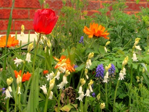 Три ідеї квітників для тіньового саду, улюблені квіти