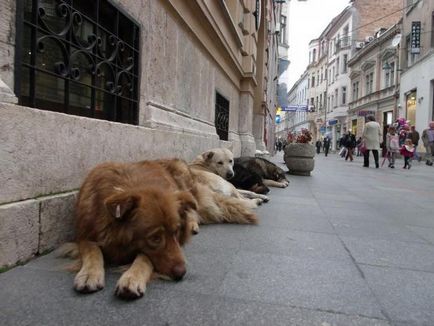 Trichophytosis la câini cauze, simptome, tratament, droguri - vii sănătoși