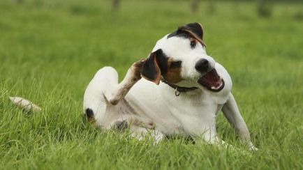 Trihofitia kutyáknál okoz, tünetei, kezelés, gyógyszerek - egészségesen élni