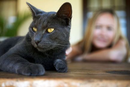 Îndepărtarea ghearelor în pisici pe măsură ce trece, consecințele