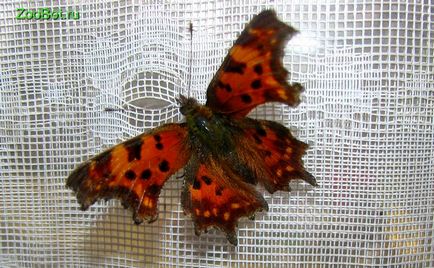 Углокрильніца з-біле (polygonia c-album) - помаранчева метелик з чорними плямами