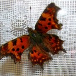 Углокрильніца з-біле (polygonia c-album) - помаранчева метелик з чорними плямами