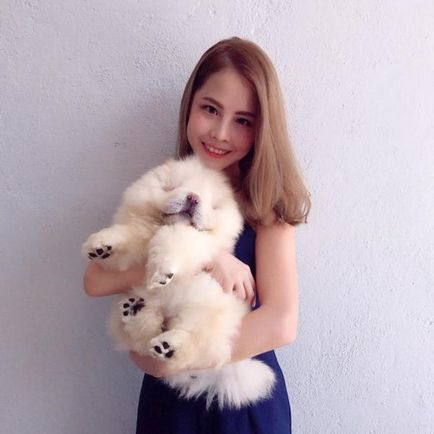 Catelusul Puffy-Chow afectiv a supus Instagram