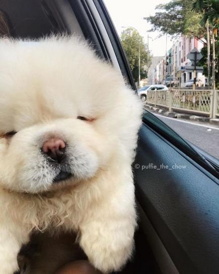 Compunctionate Puffy Puppy Chow nyert Instagram