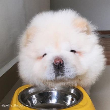 Compunctionate Puffy Puppy Chow nyert Instagram