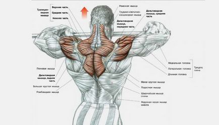 Exerciții pe umeri în sala de gimnastică și acasă cu gantere