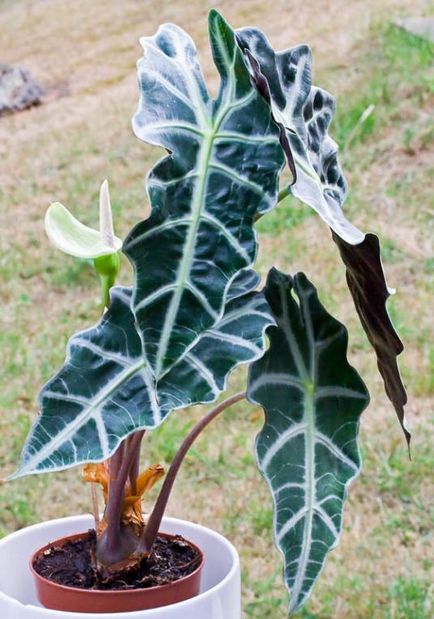 Grijă pentru Alocasia Amazonian acasă