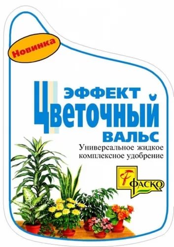 Догляд за аспарагусом в домашніх умовах, що робити, якщо квітка жовтіє і обсипається, види і їх