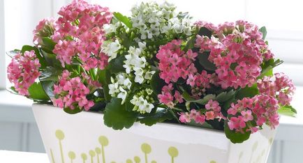 Grijă de udarea Kalanchoe acasă, cât de multe pot să înflorească, ghivece într-o oală