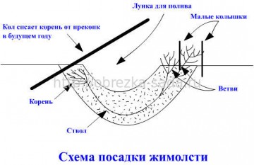 Догляд за жимолостю