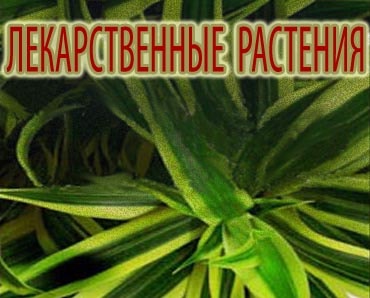 Valerian plante medicinale cu rădăcini, fotografii, proprietăți, instrucțiuni de utilizare