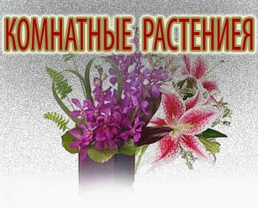 Валеріана лікарська трава з корінням, фото, властивості, інструкція із застосування