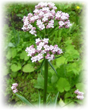 Valerian plante medicinale cu rădăcini, fotografii, proprietăți, instrucțiuni de utilizare