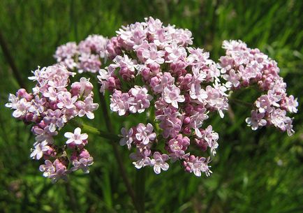 Valerian officinalis