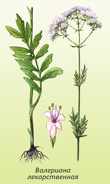 Valerian officinalis