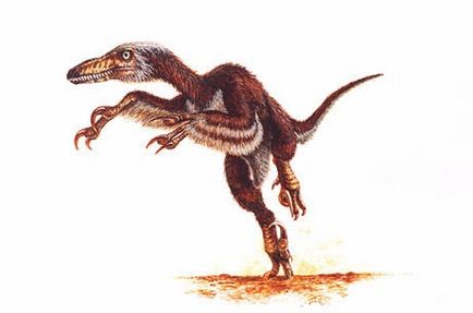 Velociraptor - Velociraptor, Velociraptor динозавър грабливи снимки раптор Velociraptor снимка