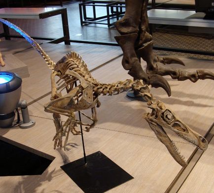 Velociraptor - Velociraptor, Velociraptor динозавър грабливи снимки раптор Velociraptor снимка