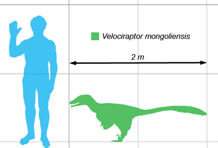 Велоцираптор - velociraptor, Велоцераптор динозавр велоцираптор картинки Велоцераптор фото Раптор