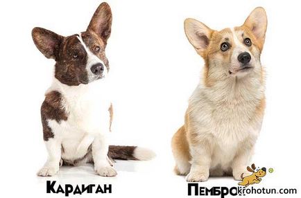 Welsh Corgi pembroke și cardigan diferențe și comparație rasă