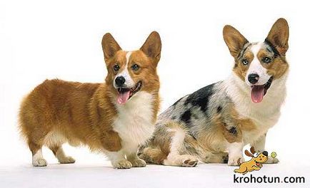 Welsh Corgi pembroke și cardigan diferențe și comparație rasă