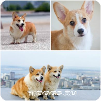 Welsh corgi pembroke și cardigan diferențe rasă (fotografie)