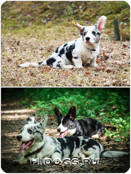 Welsh corgi pembroke și cardigan diferențe rasă (fotografie)