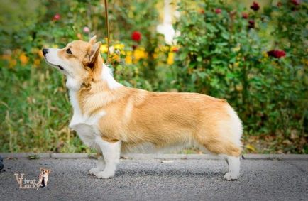 Welsh Corgi pembroke și cardigan - diferențe de roci (fotografie), 