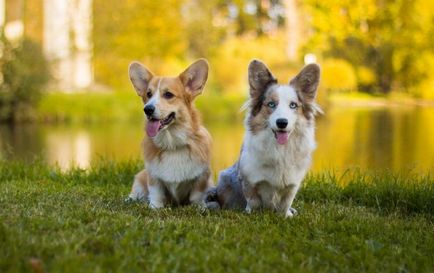 Welsh Corgi pembroke și cardigan - diferențe de roci (fotografie), 