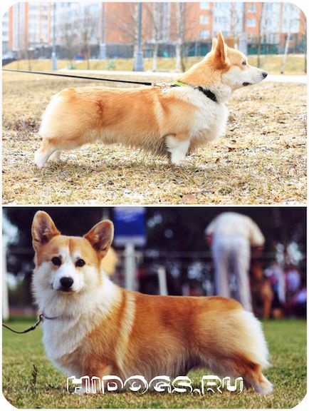 Welsh corgi pembroke și cardigan diferențe rasă (fotografie)