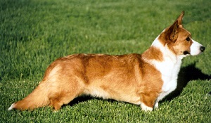 Welsh corgi Pembroke este un ciobănesc mic! Câini și cățeluși