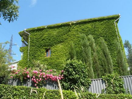 Peisaj verticale 8 idei de utilizare a verde verde