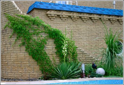 8. Függőleges kertészeti ötleteket használni a zöld függőleges
