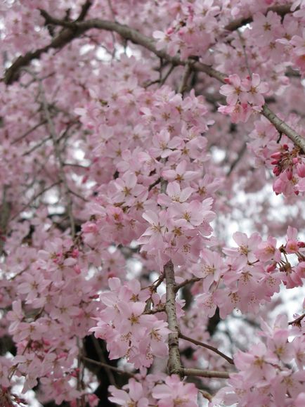Весна в Японії