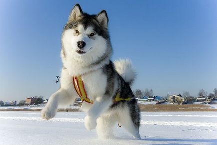 Vizitarea Husky - câine de săniuș în Karelia