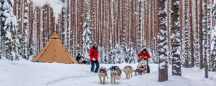 Vizitarea Husky - câine de săniuș în Karelia
