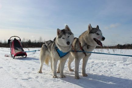 В гостях у хаскі - катання на собачих упряжках в Карелії