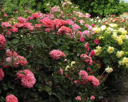 A választott helyszín ültetés rózsák