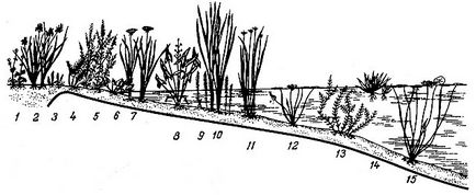 Вибір рослин для декоративного басейну, водойми