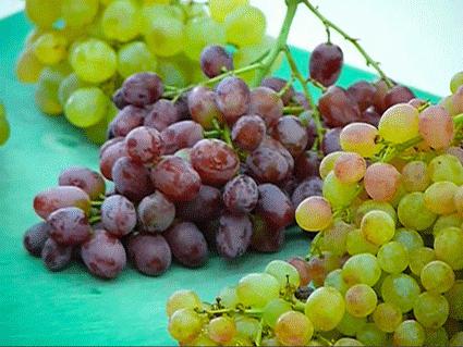 Sultana szőlő előnyei és hátrányai gyümölcs és bogyós növények