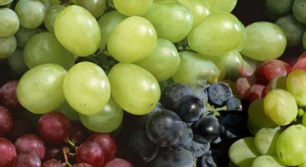 Szőlő hasznot és kárt a szervezetben, a fekete és a zöld szőlő mazsola