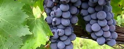Виноград користь і шкода для організму, про чорному і зеленому, винограді кишмиш