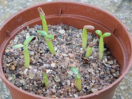 Pachypodium nő magról - texte, fotó (mag) Pachypodium nő magról - részletek, képek