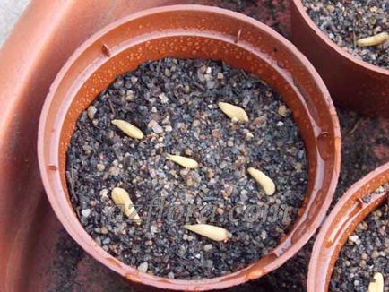 Pachypodium nő magról - texte, fénykép (vermikulit rész homok) Pachypodium nő magról - részletek, képek
